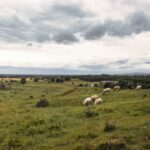 Historical ruins depicting Ireland's majestic past.