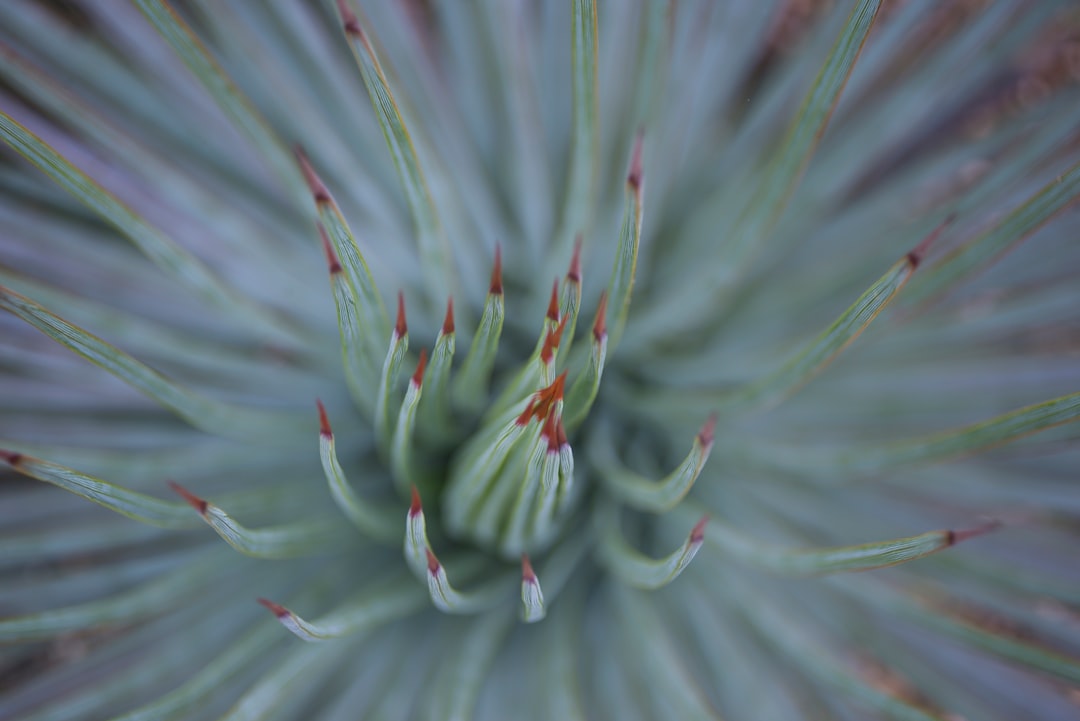 charming view of San Miguel de Allende