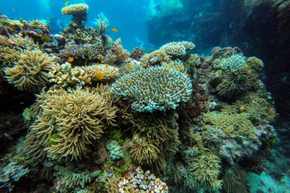 Diverse marine life in the Great Barrier Reef
