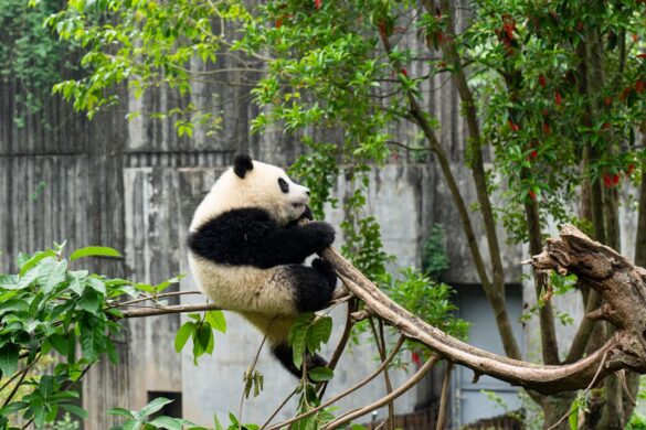 Visitor at the Chengdu panda base.