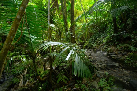 Exploring Zealandia Eco Sanctuary