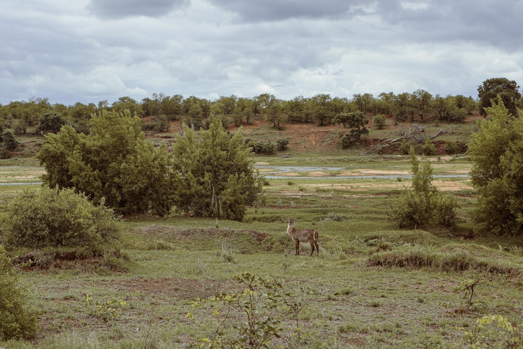 photo-1705421422142-3f2c389d0831.jpg Jaguar Rescue Center