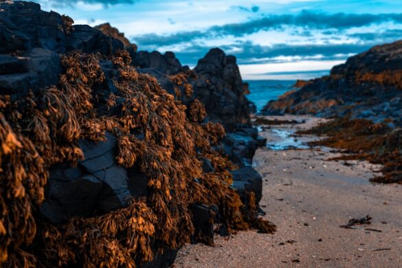Beautiful Bamburgh Beach