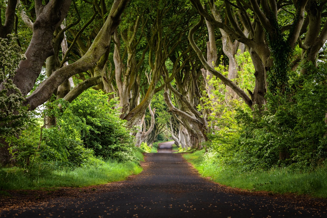 Explore the majestic castles of Ireland.