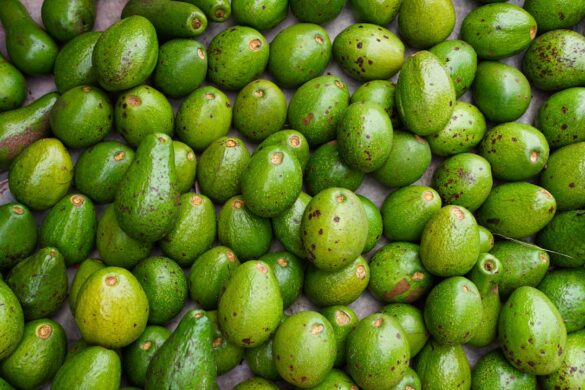 Olive oil tasting event during the festival