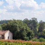 Wine estate in the countryside of Malta