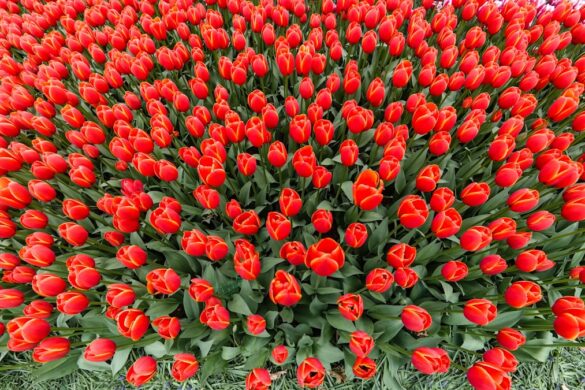 Colorful tulip fields during the festival
