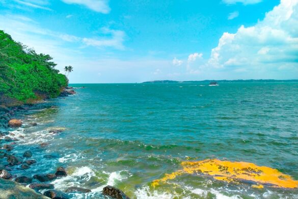 Whale watching in Mirissa