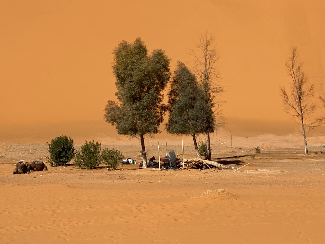 Beautiful oasis in Merzouga, Morocco