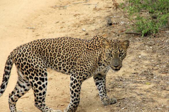 Wildlife at Yala National Park