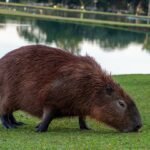 Crowd enjoying BeaverTails at a street festival