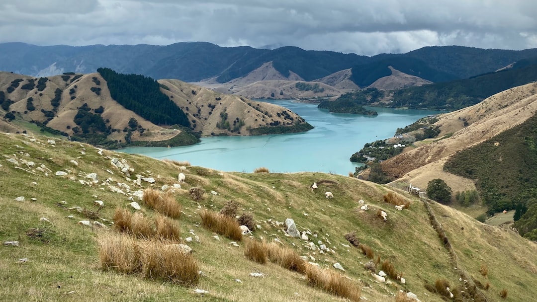 Various cultural festivals in New Zealand