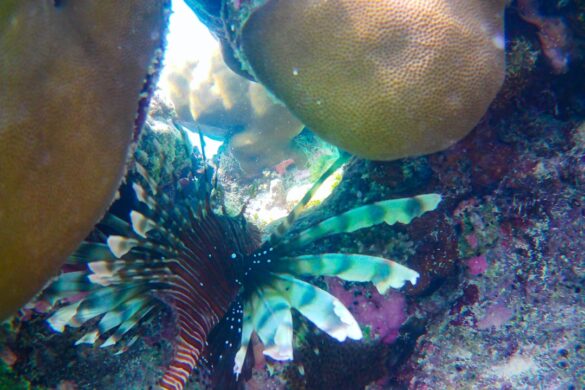Colorful coral reefs in the Maldives