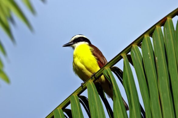 Birdwatching in Hanifaroo, Maldives