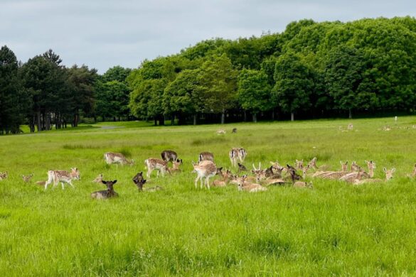 Beautiful landscape view of Phoenix Park in Dublin.