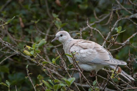 Wildlife photography in Stewart Island