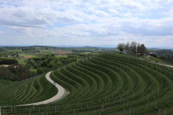 Local wines at Croatian festivals