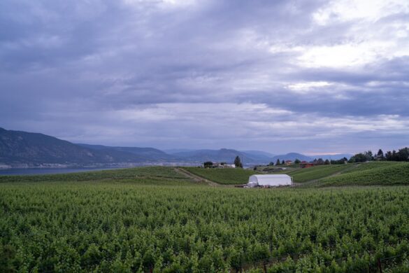 Beautiful vineyards in Okanagan Valley