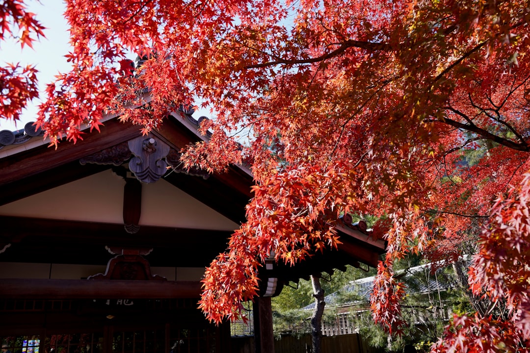Enchanting Kyoto Hidden Gems