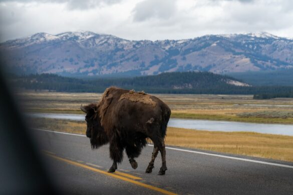 Yellowstone National Park landscape