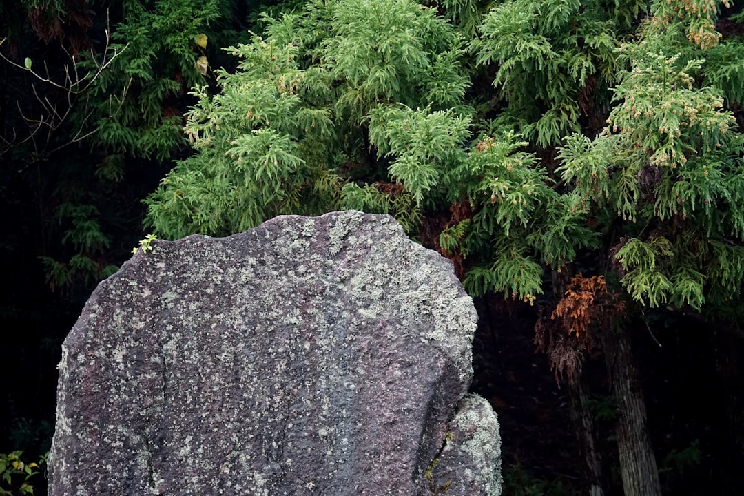 Ancient Yakusugi tree in Yakushima