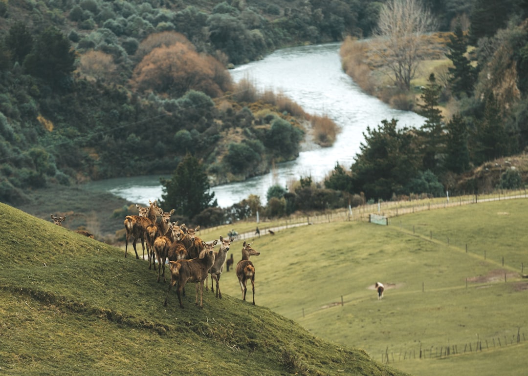 Festivals in New Zealand celebrating culture