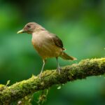 Diverse wildlife in Costa Rica
