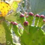 Madeira Botanical Garden