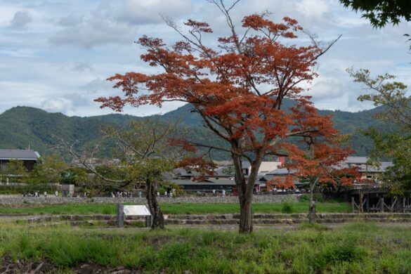 photo-1728200696324-5140ba6ecebf.jpg Engaging with local families in Japan