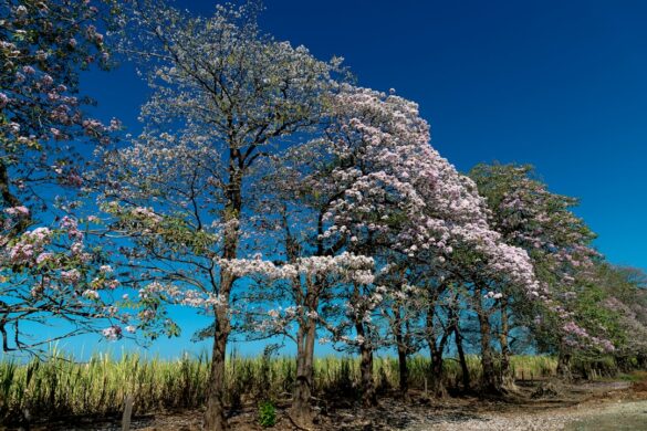 Traditional dance at Fiestas Palmares