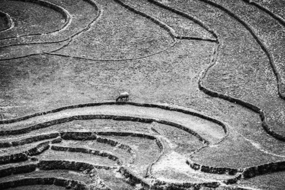 photo-1741319311365-4b08d581fdfb.jpg Terraced rice fields in Sapa, Vietnam.