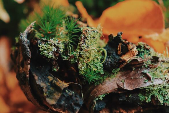 photo-1743578088111-cece5d0fc345.jpg Delicious Istrian dish with truffles.