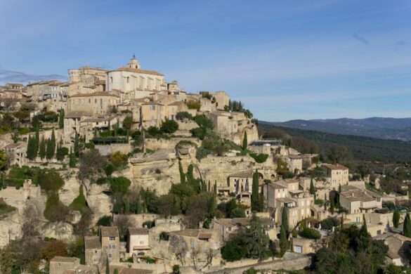 Wine vineyard in Provence with grapes